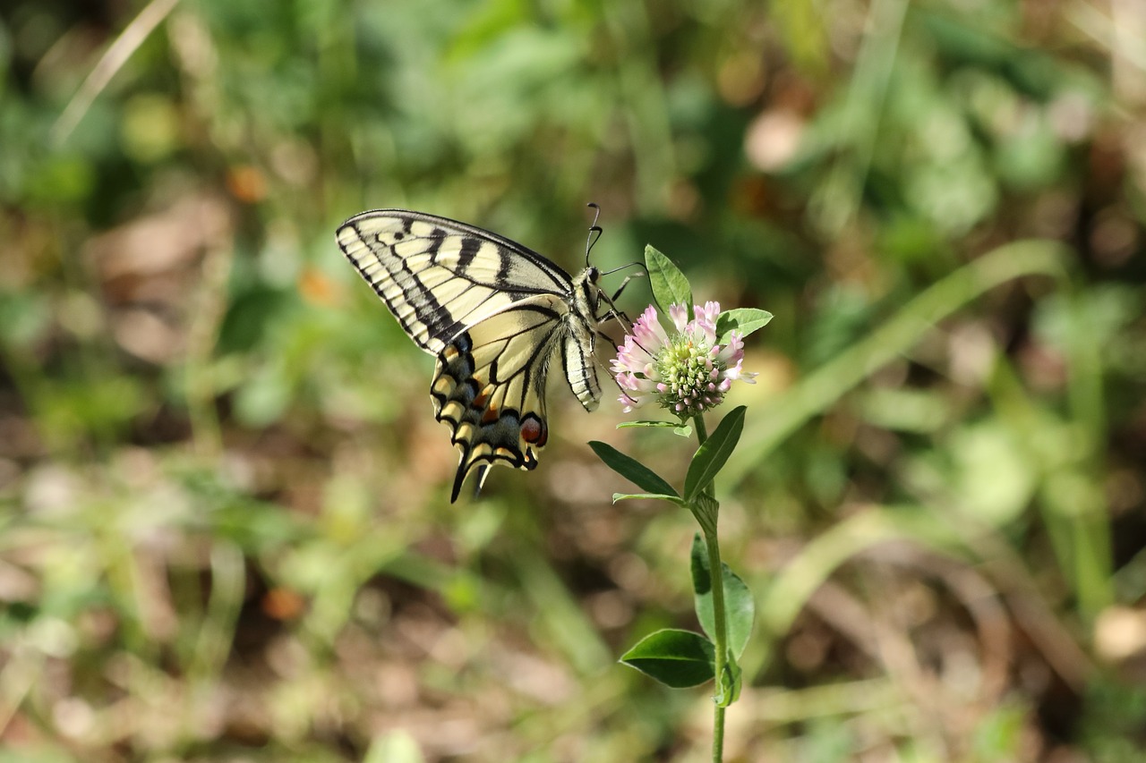 swallowtail  butterfly  summer free photo