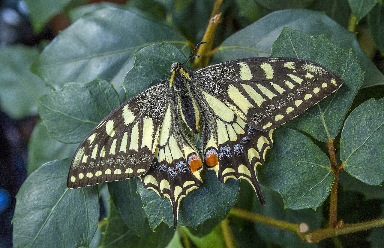 swallowtail  butterfly  wings free photo