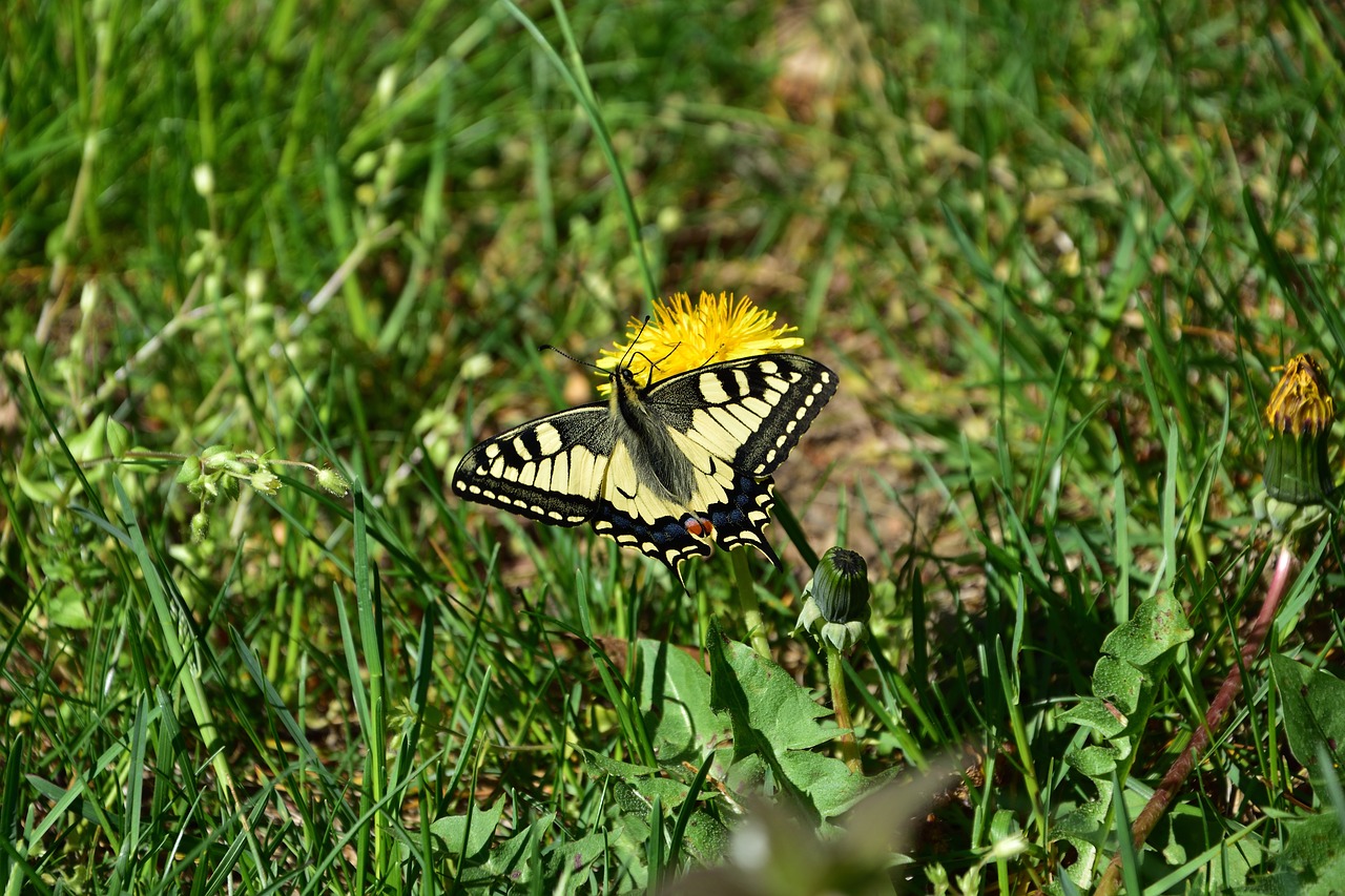 swallowtail  butterfly  nature free photo