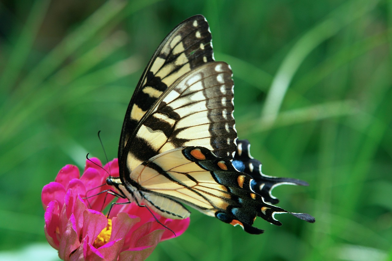 swallowtail butterfly nature free photo