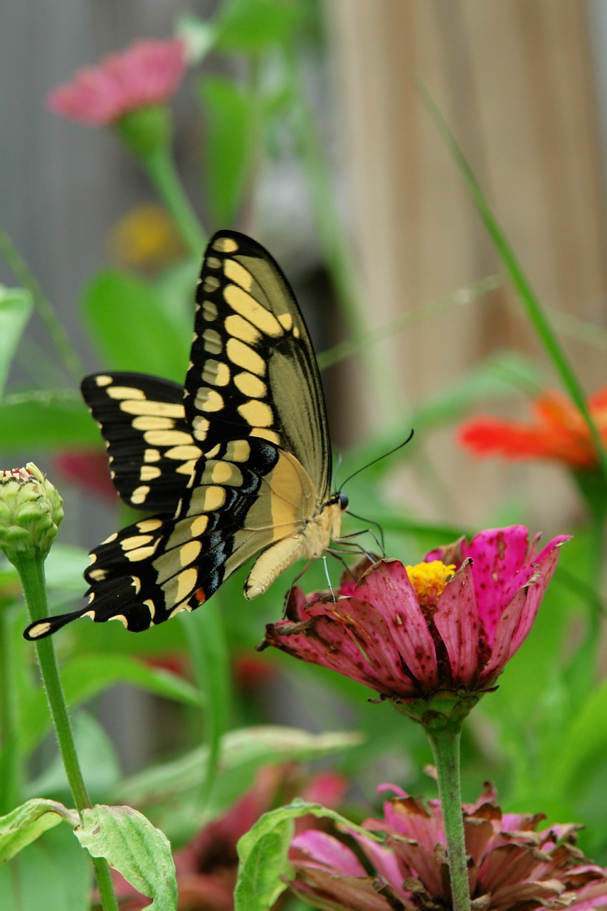 swallowtail butterfly zinnia free photo