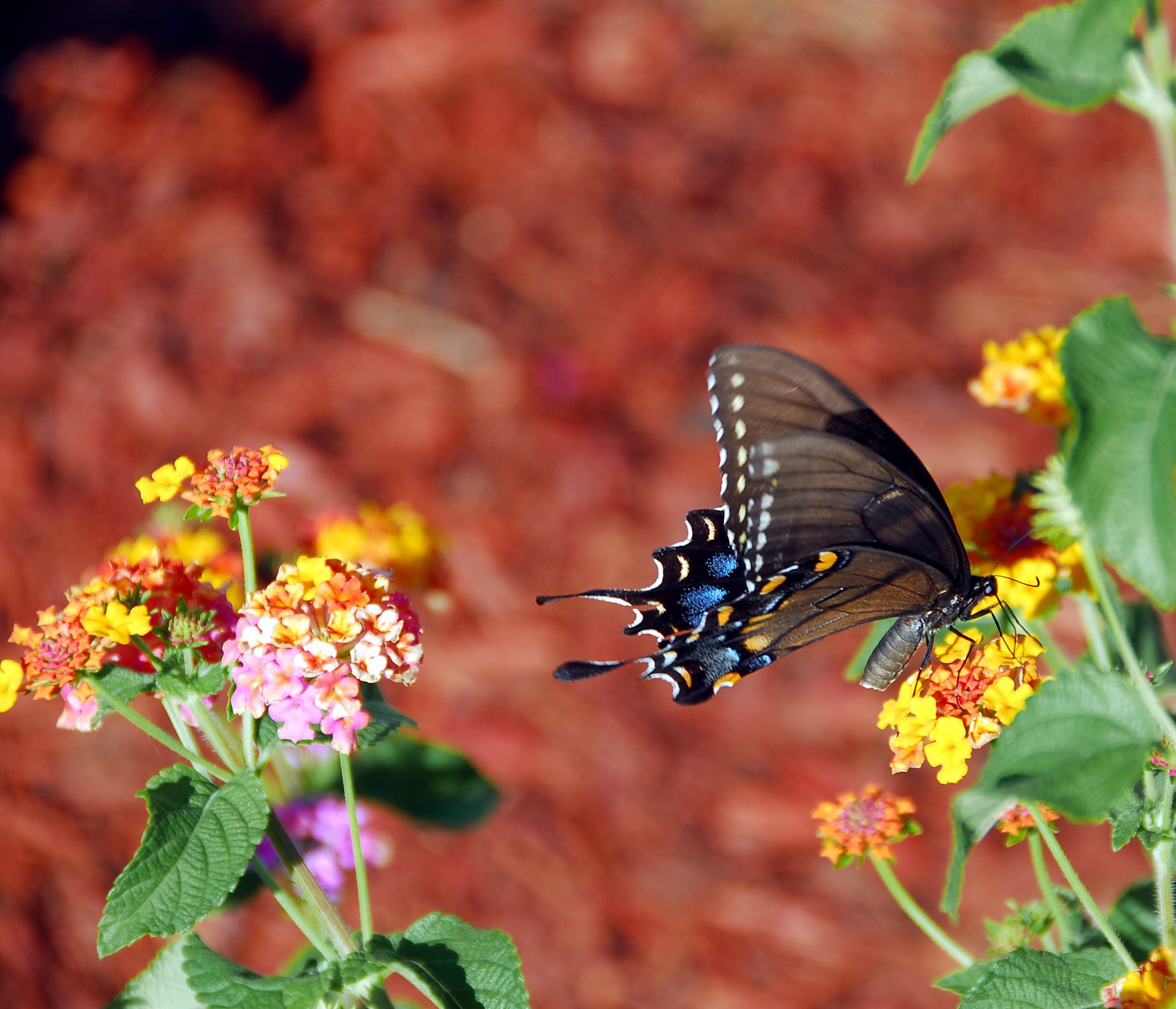 beautiful beauty black free photo