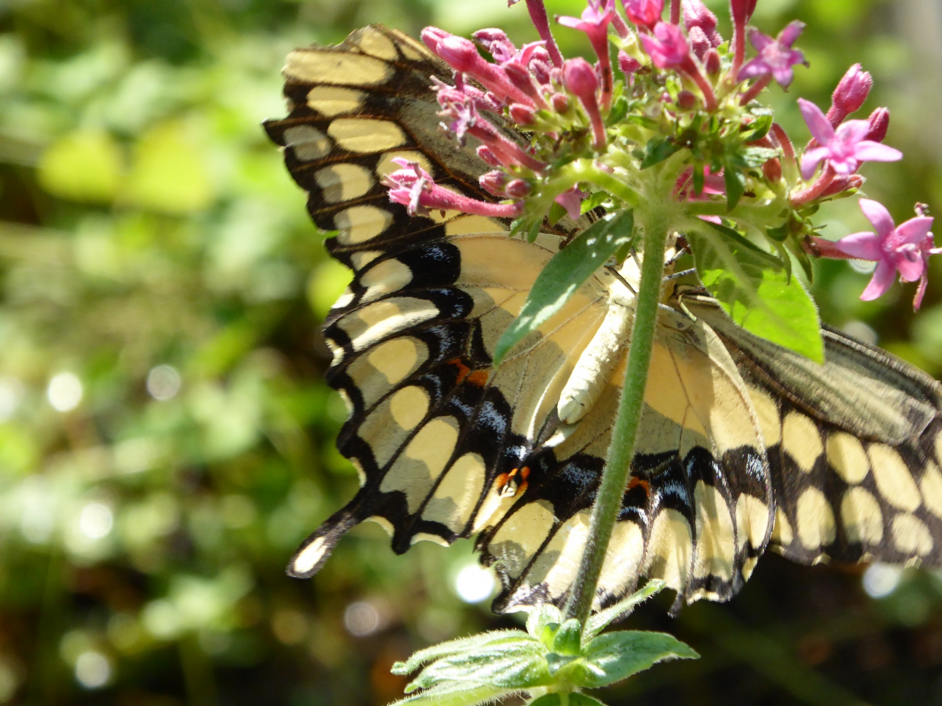 butterfly butterflies swallowtail butterfly free photo