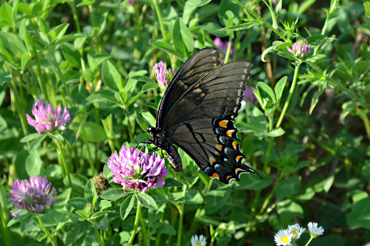 swallowtail butterfly nature flower free photo