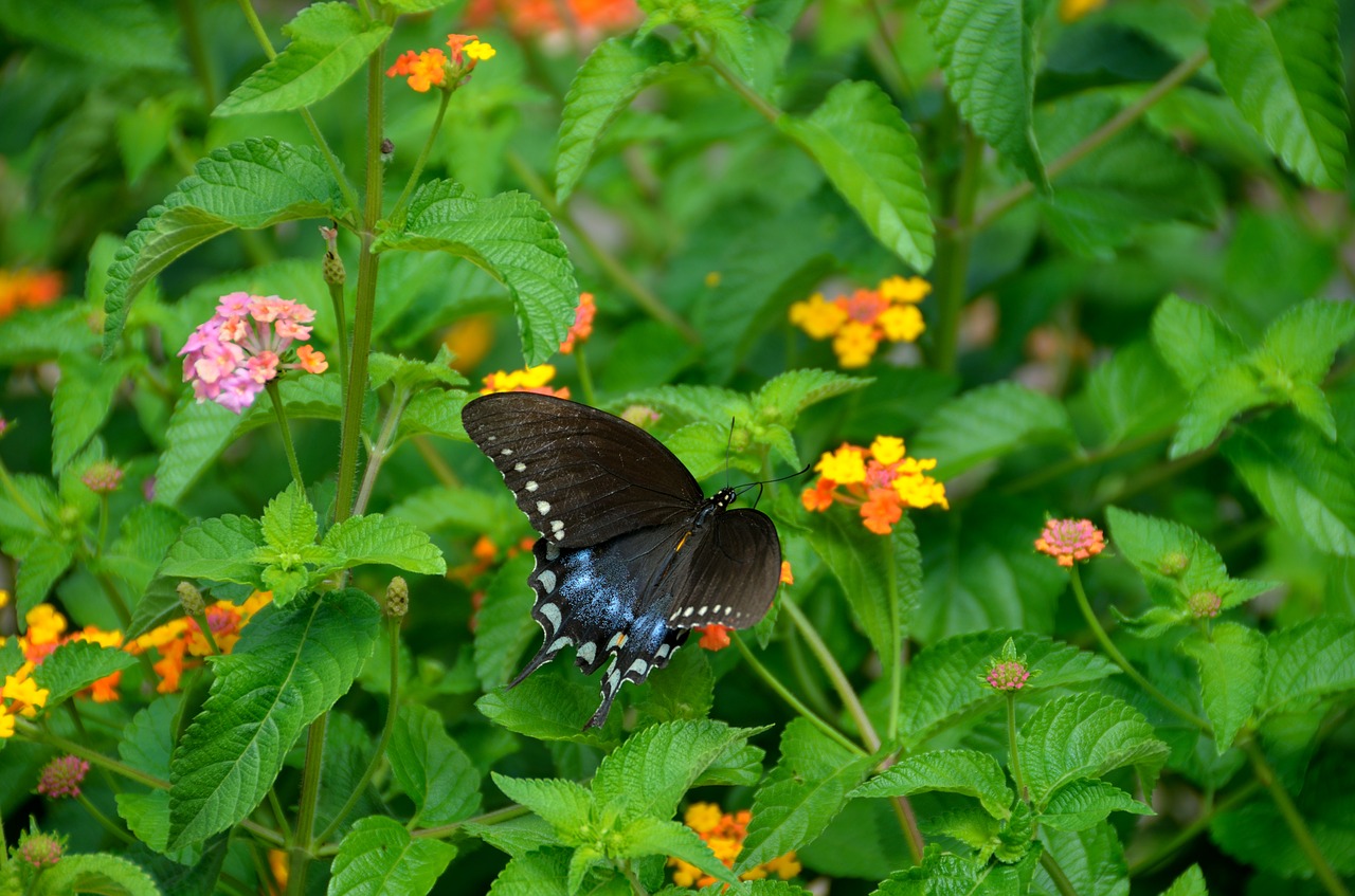 swallowtail butterfly garden insect free photo