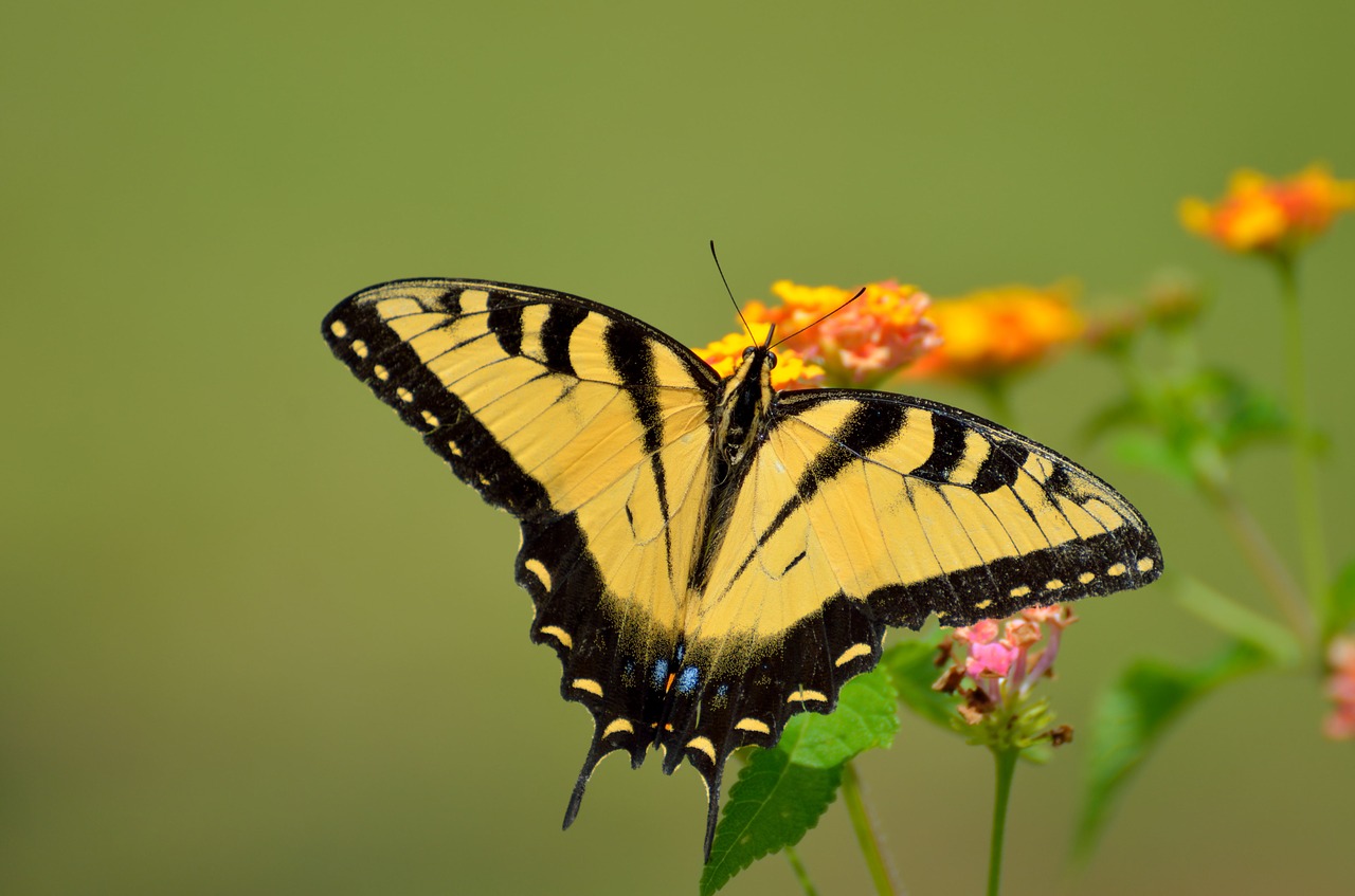 swallowtail butterfly insect summer free photo