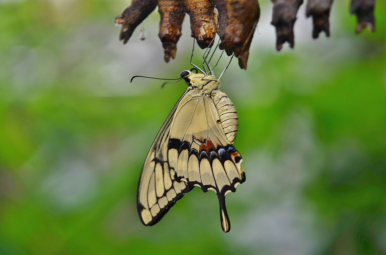 swallowtail butterfly cocoons larva free photo