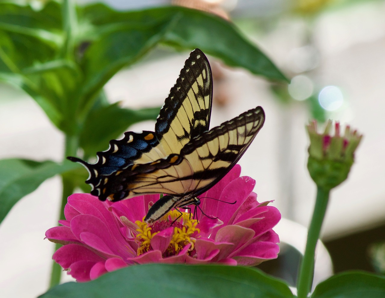 swallowtail butterfly  butterflies  swallowtail free photo