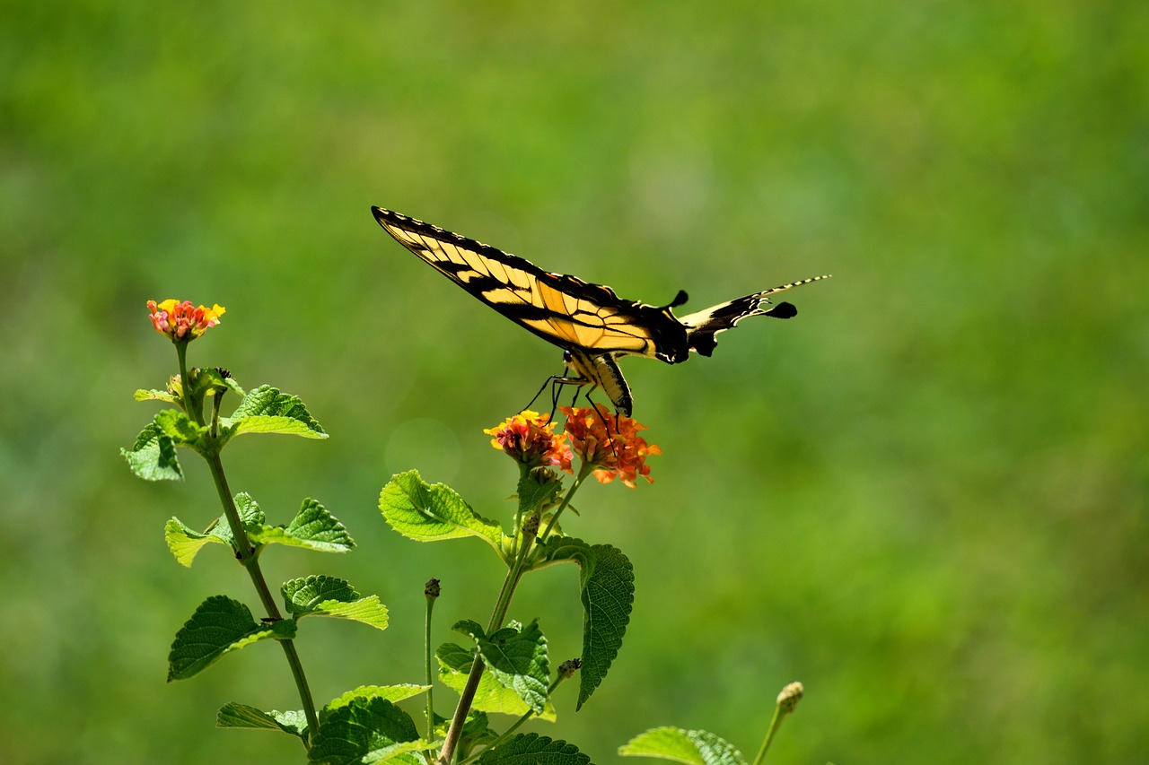 swallowtail butterfly  flying  butterfly garden free photo