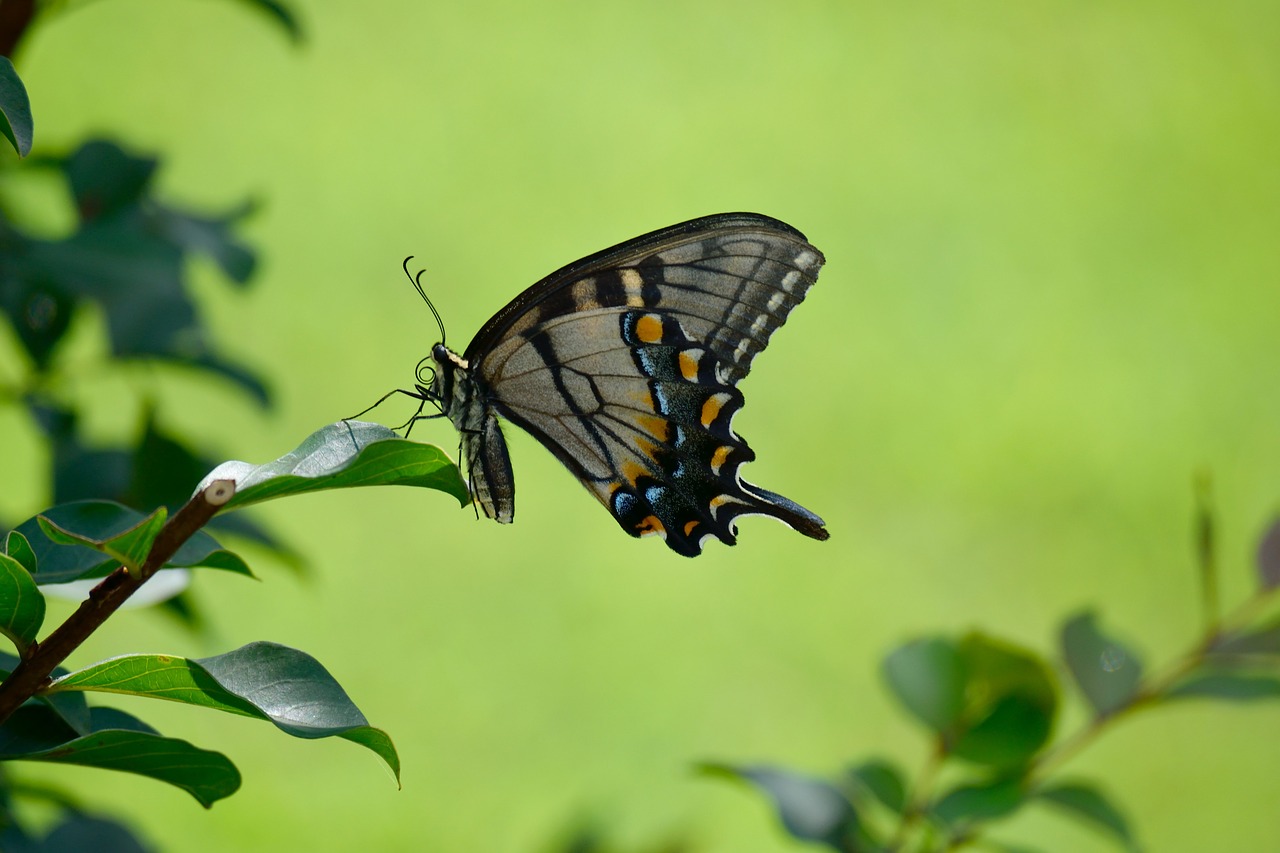 swallowtail butterfly  color  insect free photo