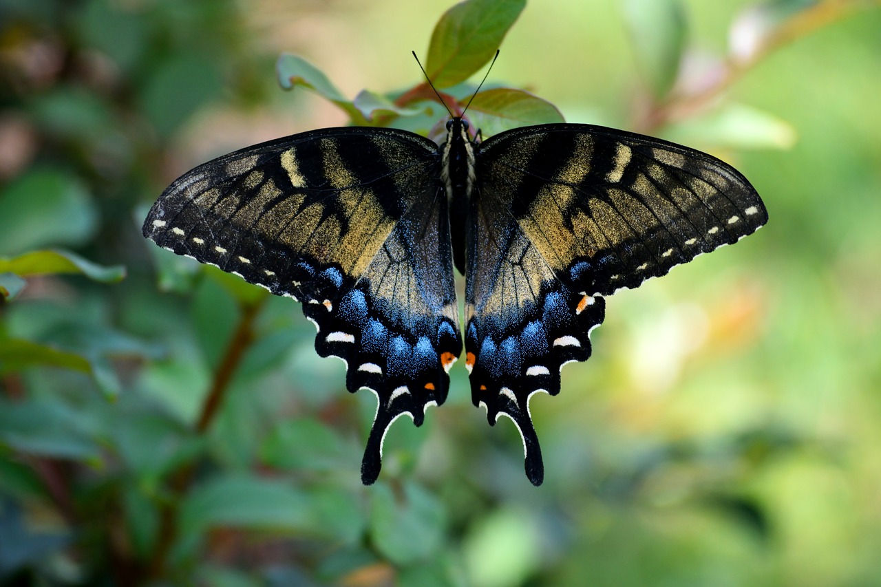 swallowtail butterfly  color  insect free photo