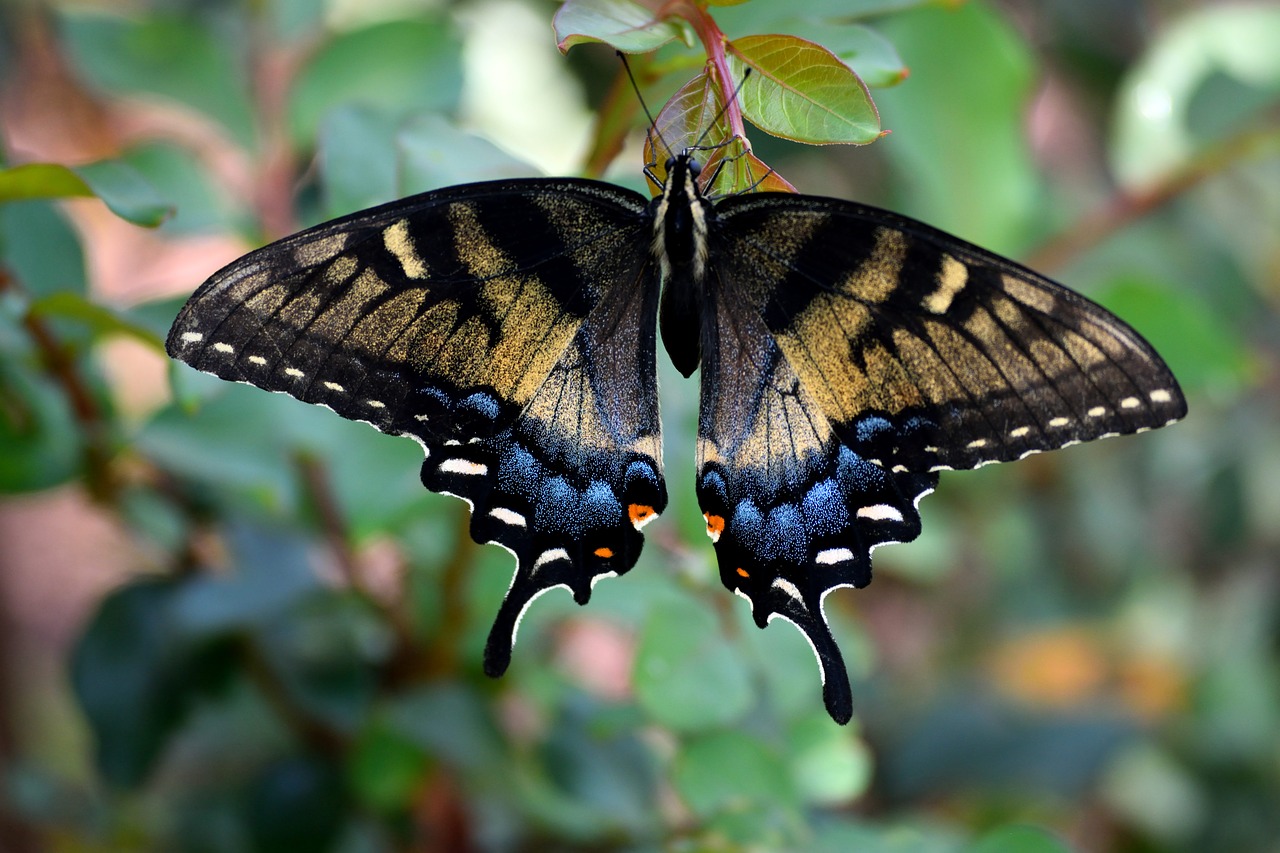 swallowtail butterfly  color  insect free photo