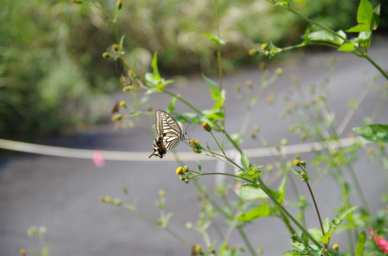 swallowtail butterfly  butterfly  natural free photo