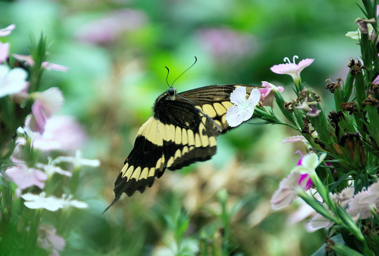 swallowtail butterfly  butterfly  flowers free photo
