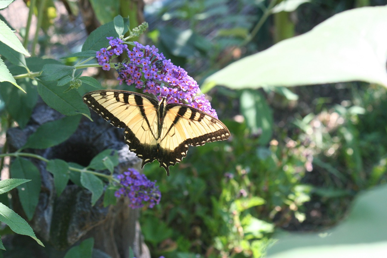 swallowtail butterfly  butterflies  butterfly plant free photo