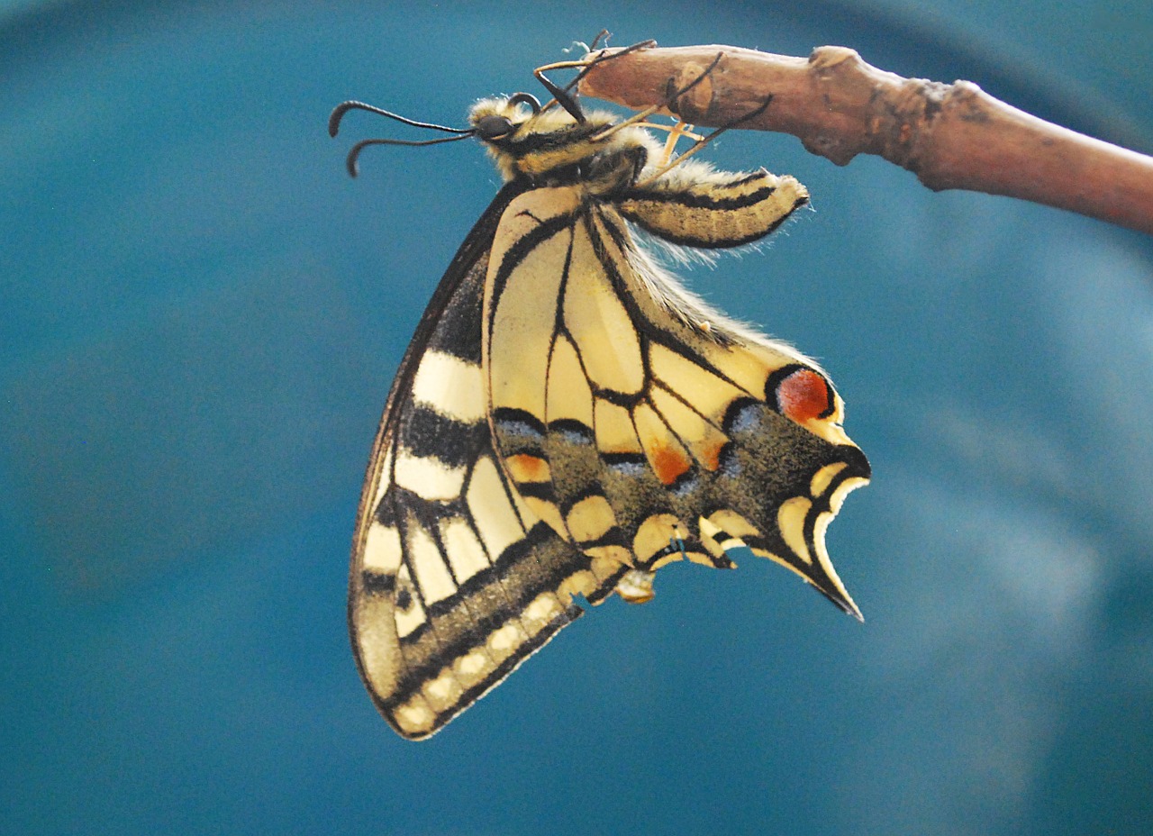 swallowtail butterfly large colorful free photo