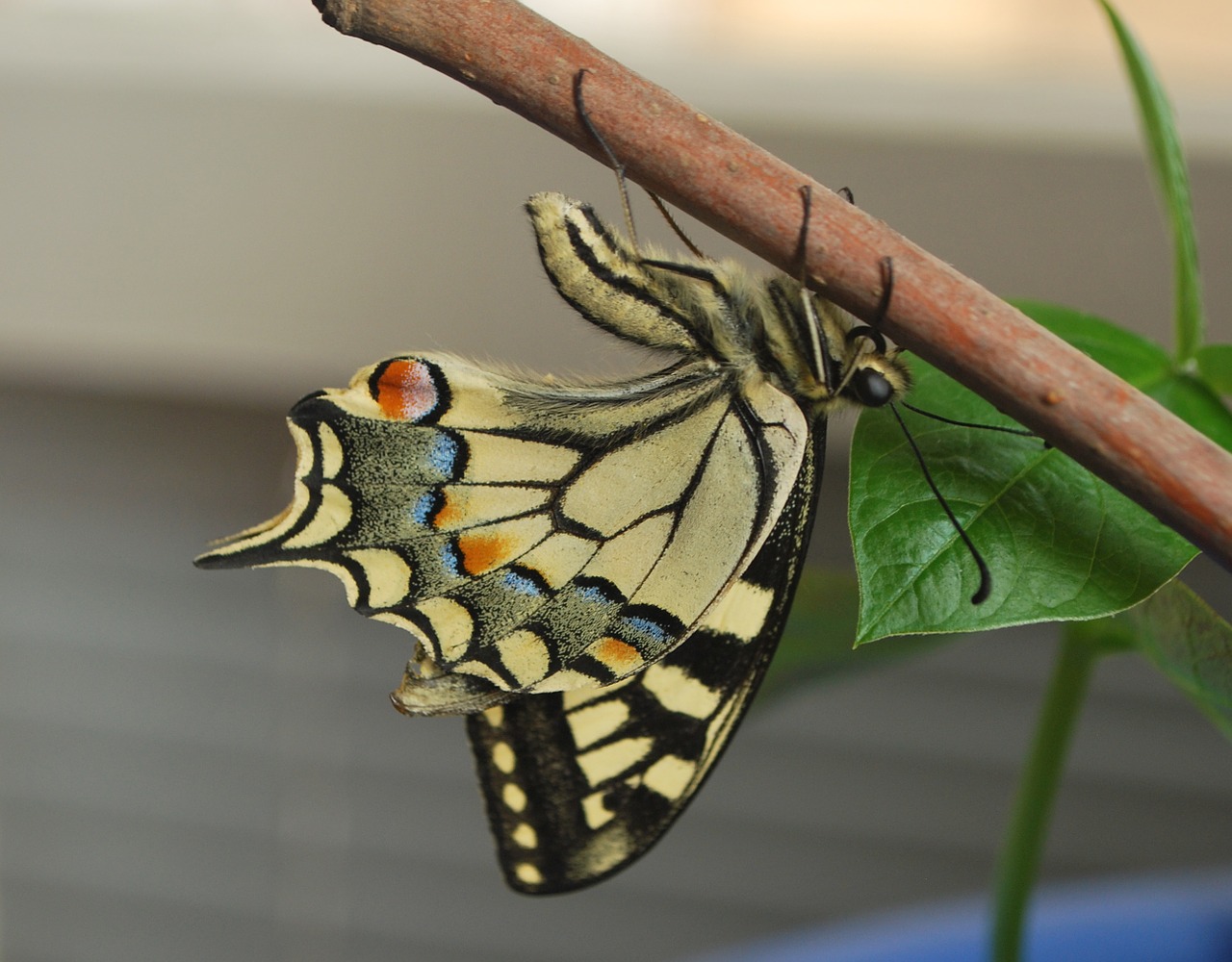 swallowtail butterfly large colorful free photo