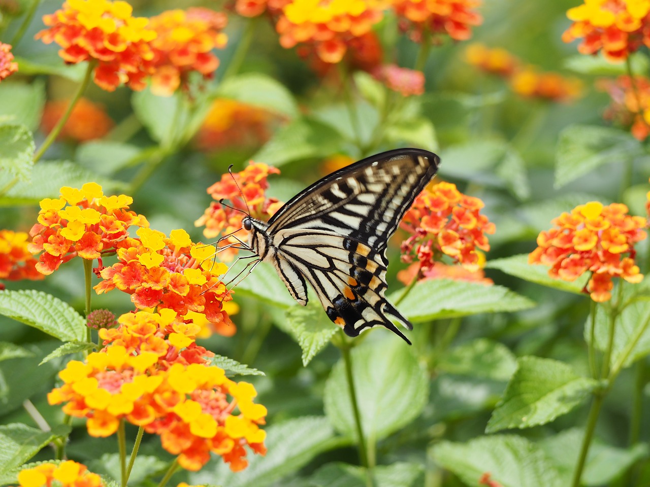 swallowtail butterfly butterfly papilio xuthus free photo