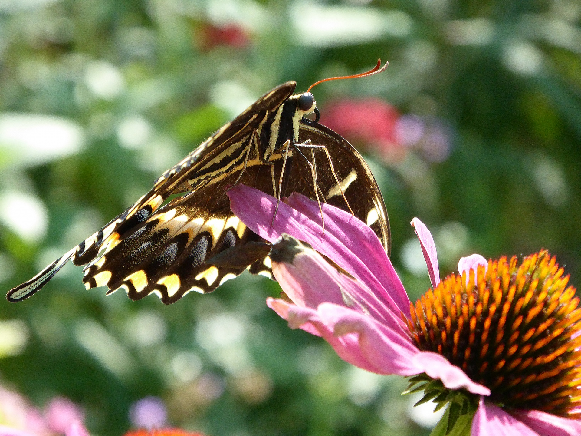 swallowtail butterfly butterfly butterflies free photo