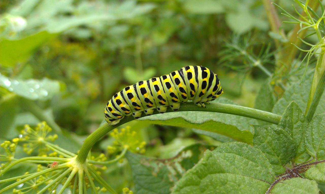 swallowtail caterpillar swallowtail a larva of butterfly free photo