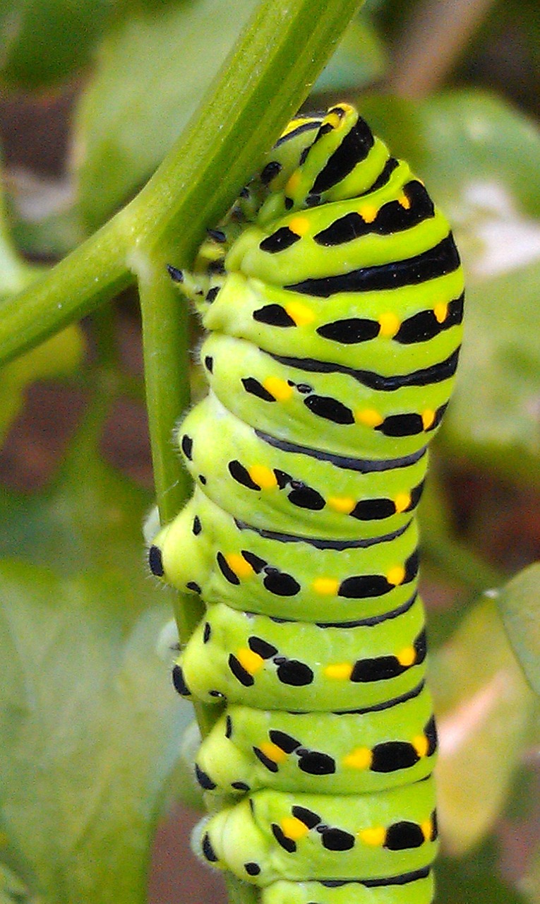swallowtail caterpillar green caterpillar caterpillar free photo