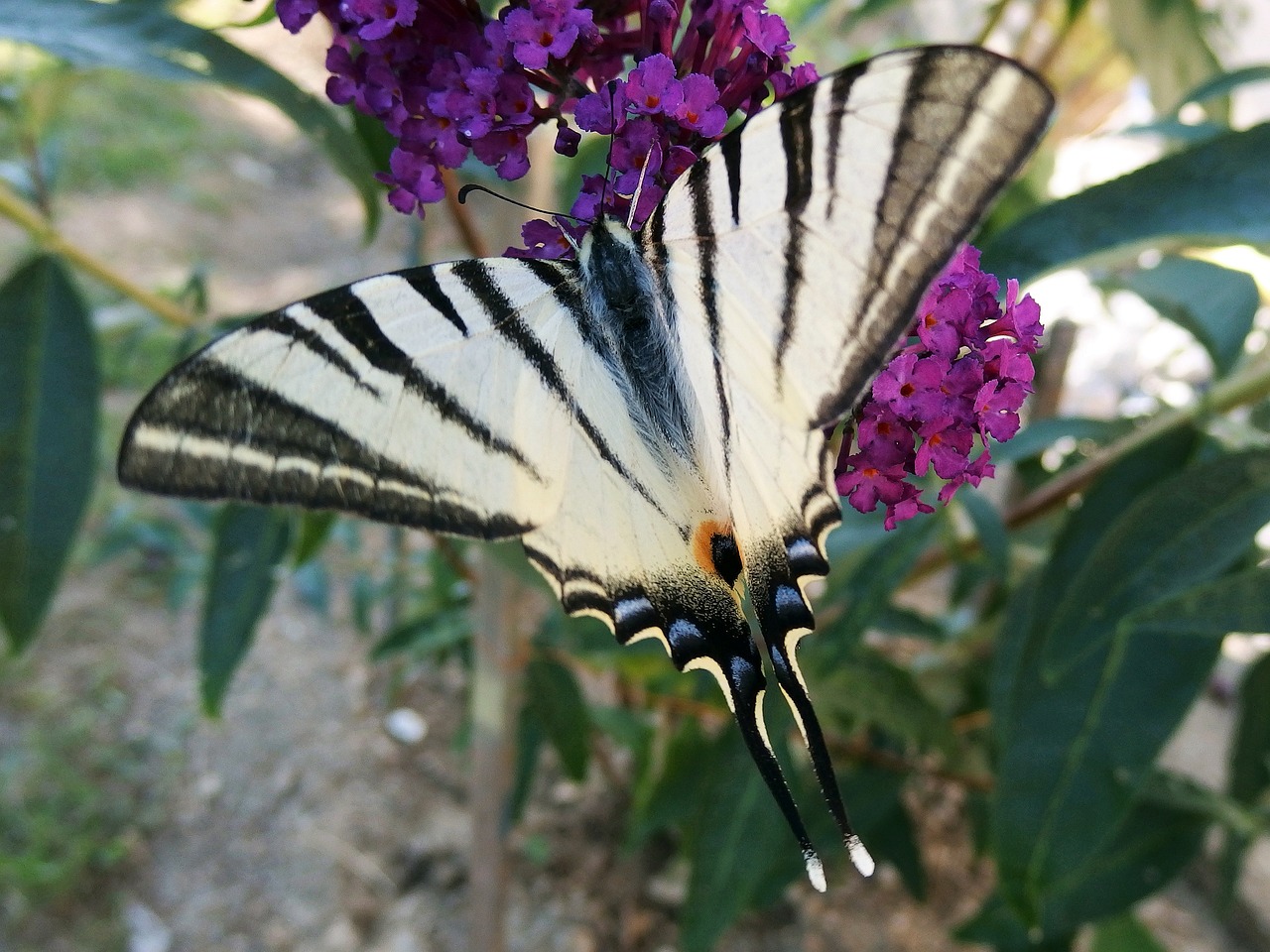swallowtail fruit butterfly winged insects free photo