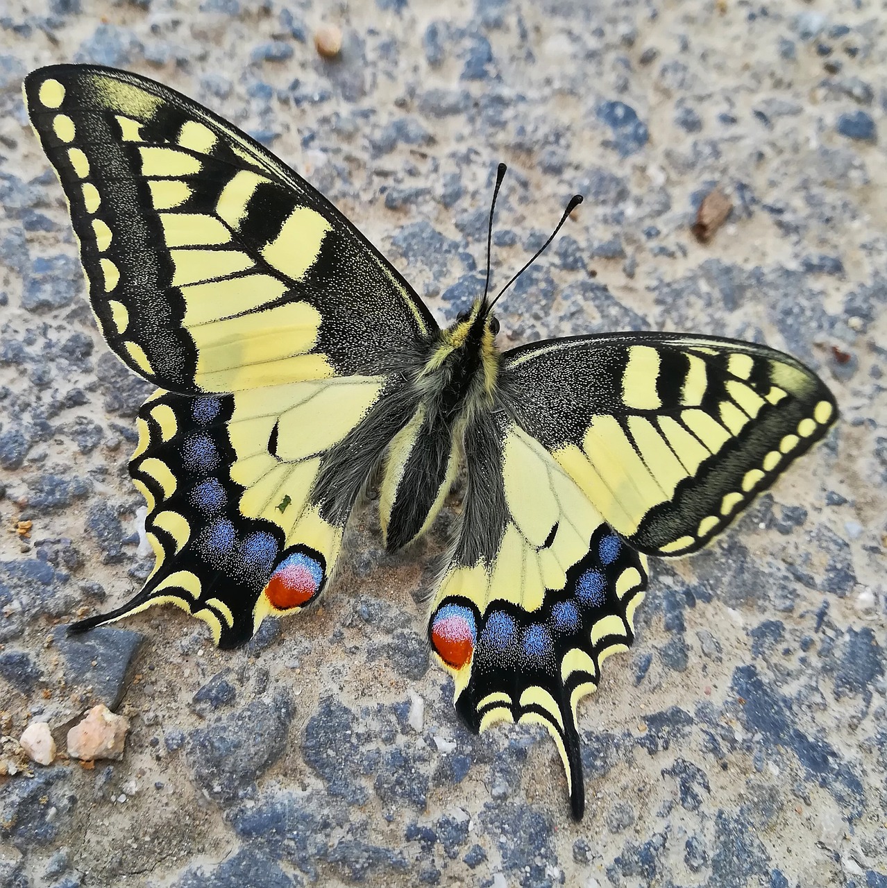 swallowtail in town  butterfly  insect free photo