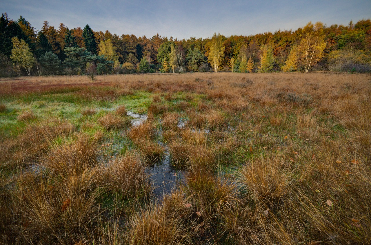 swamp autumn fall free photo