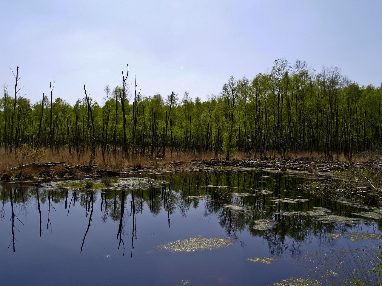 swamp birch nature reserve free photo