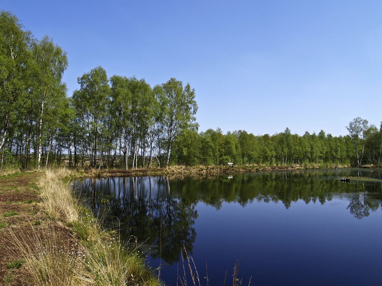 swamp birch nature reserve free photo