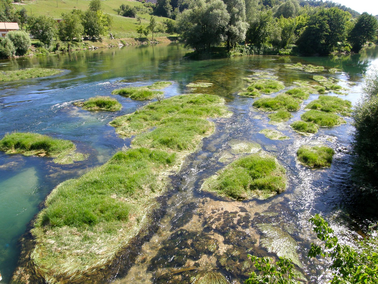 swamp low water river free photo