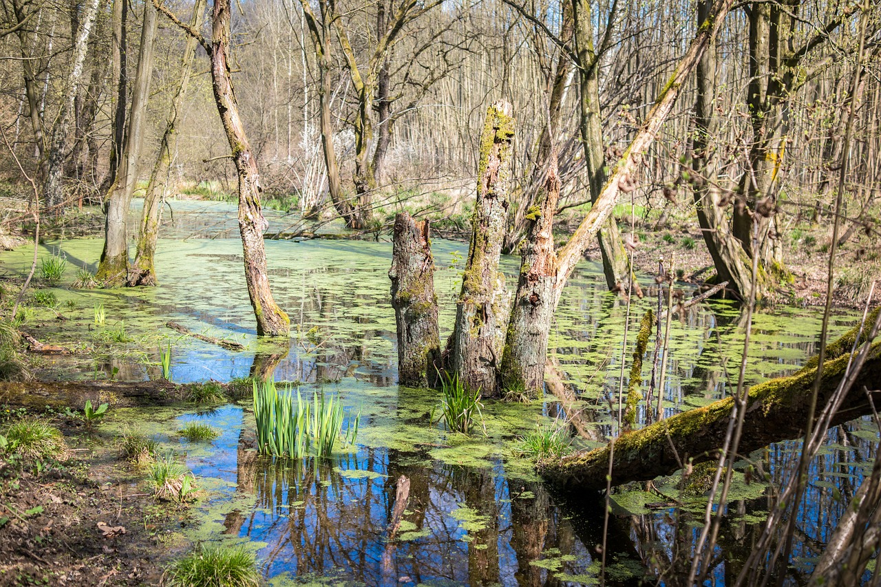 swamp marsh wetland free photo