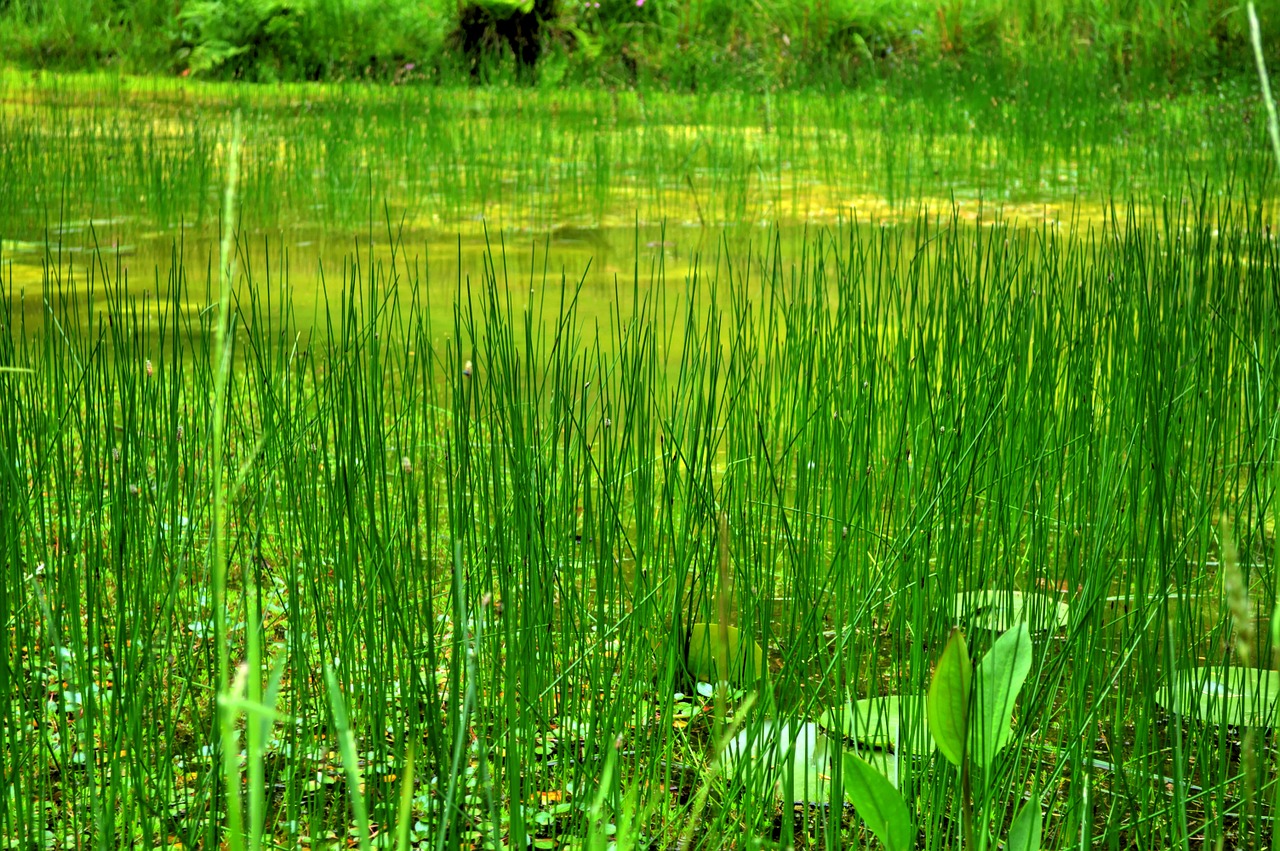 swamp reeds plants free photo