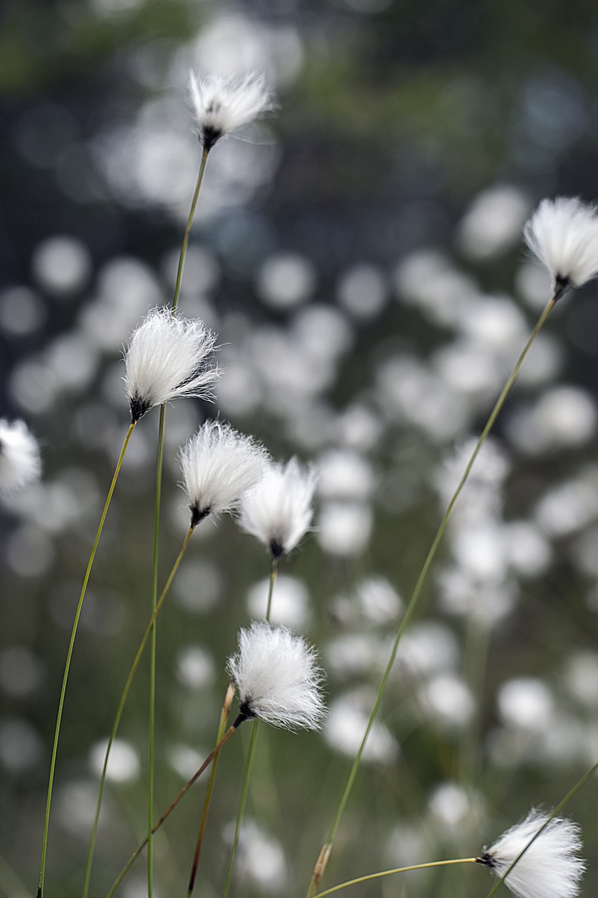 swamp suovilla flower free photo