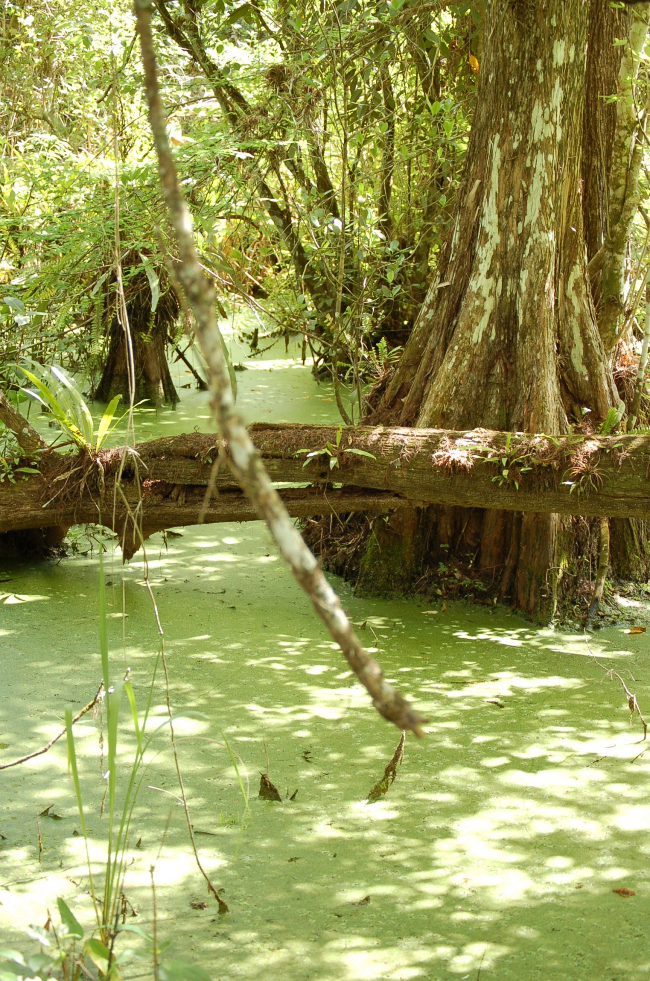swamp wetland water free photo