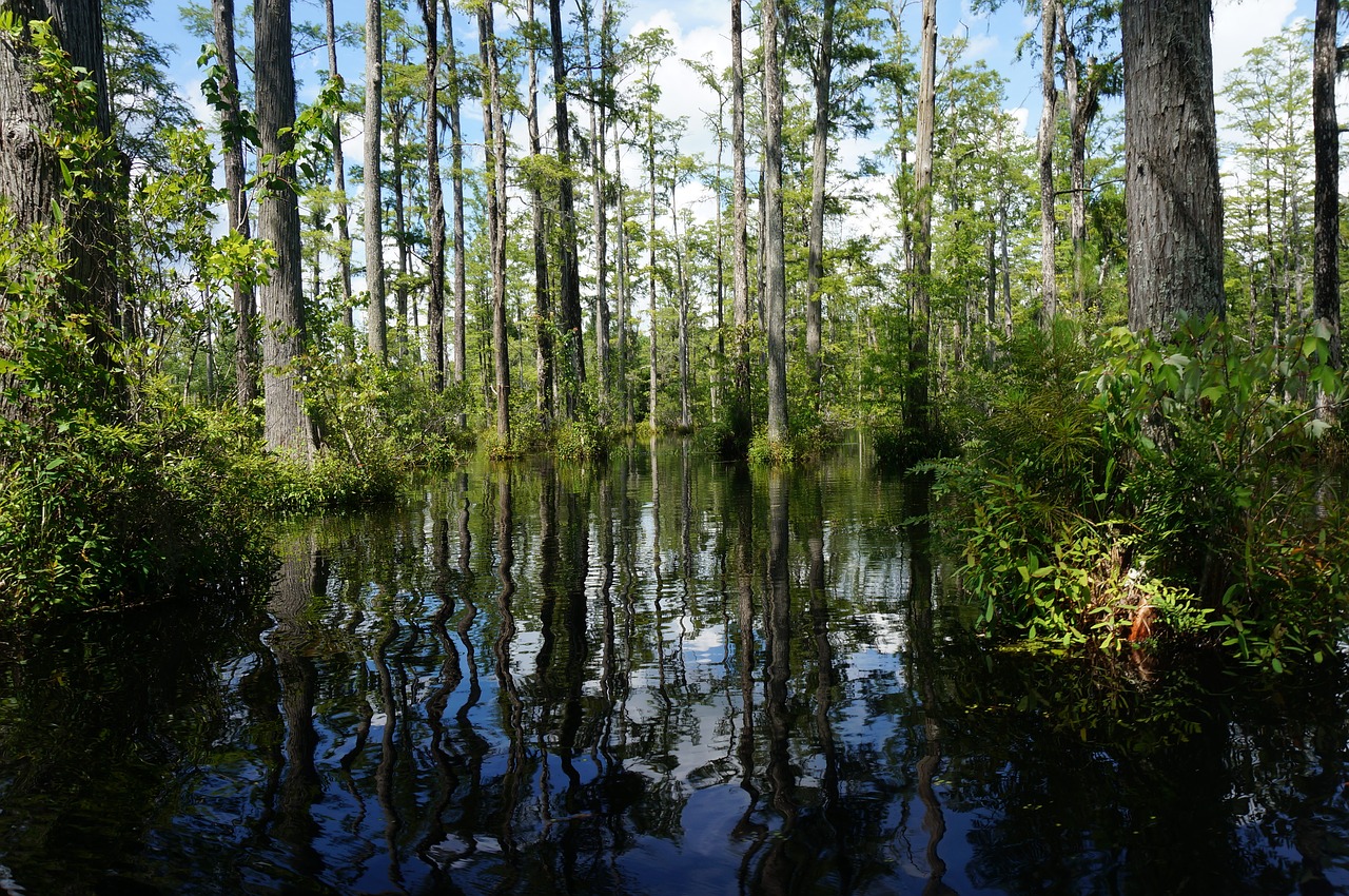 swamp trees lily free photo