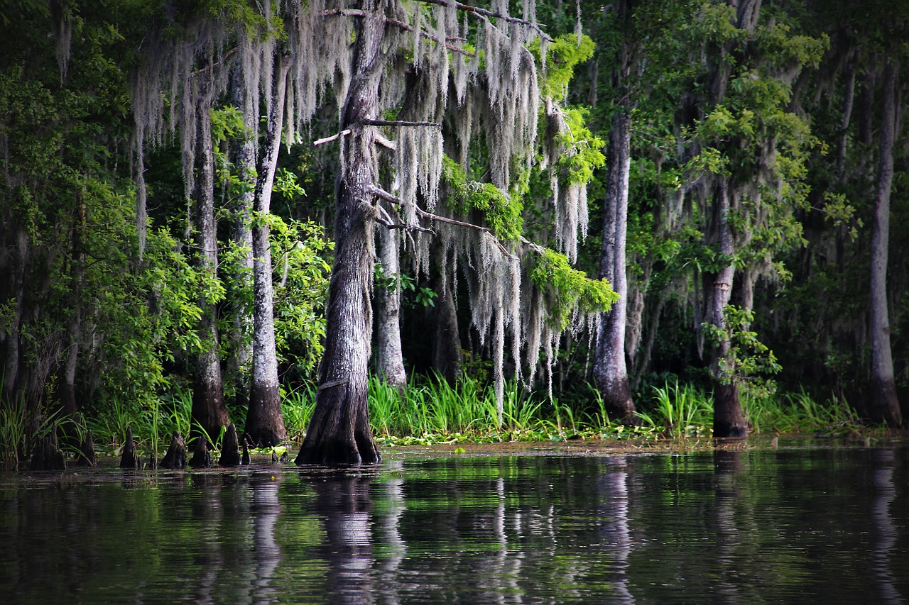 swamp bayou louisiana free photo