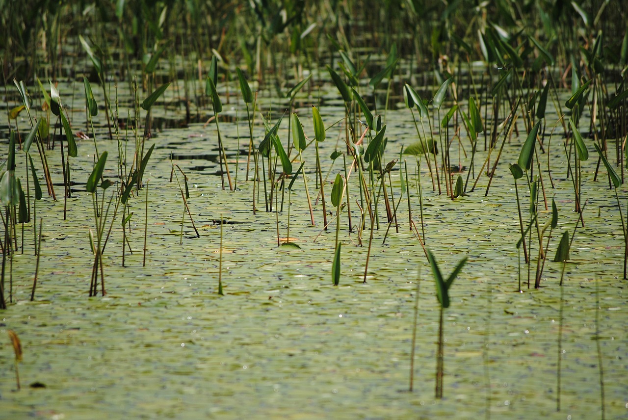 swamp marsh flora free photo