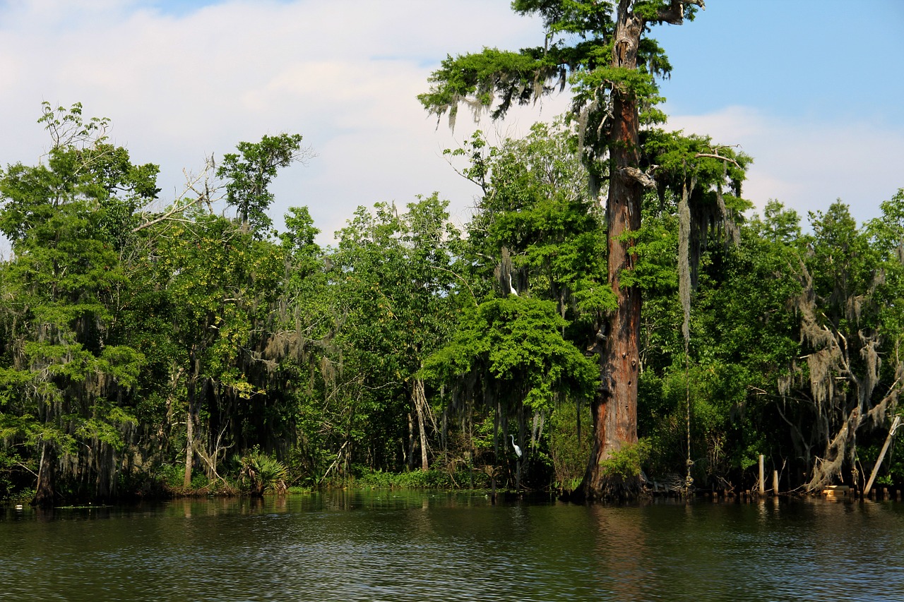swamp bayou river free photo