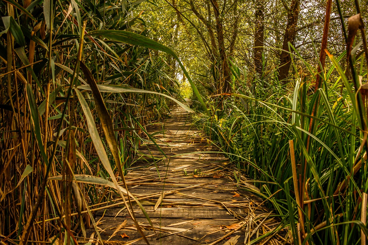 swamp marsh green free photo