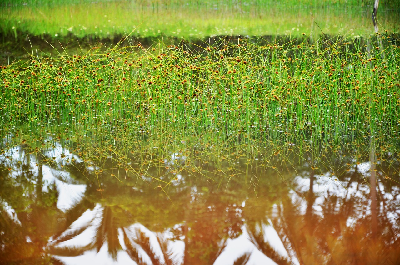 swamp plant green free photo