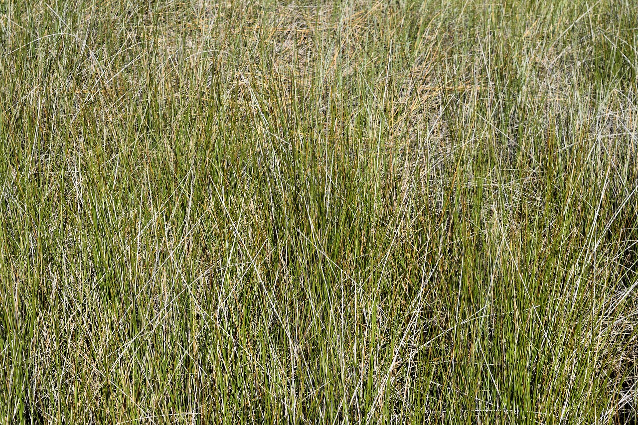 swamp grass background free photo