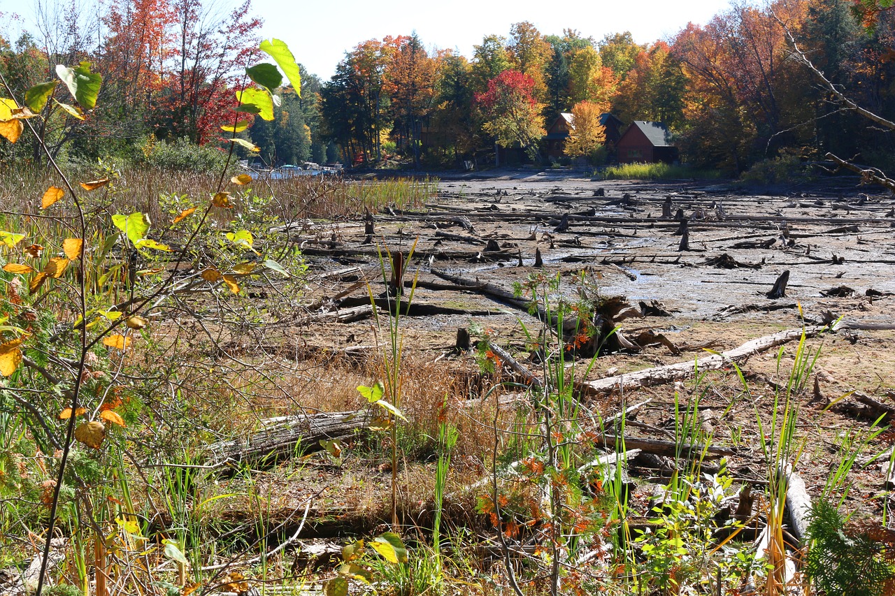 swamp cottage cottage country free photo