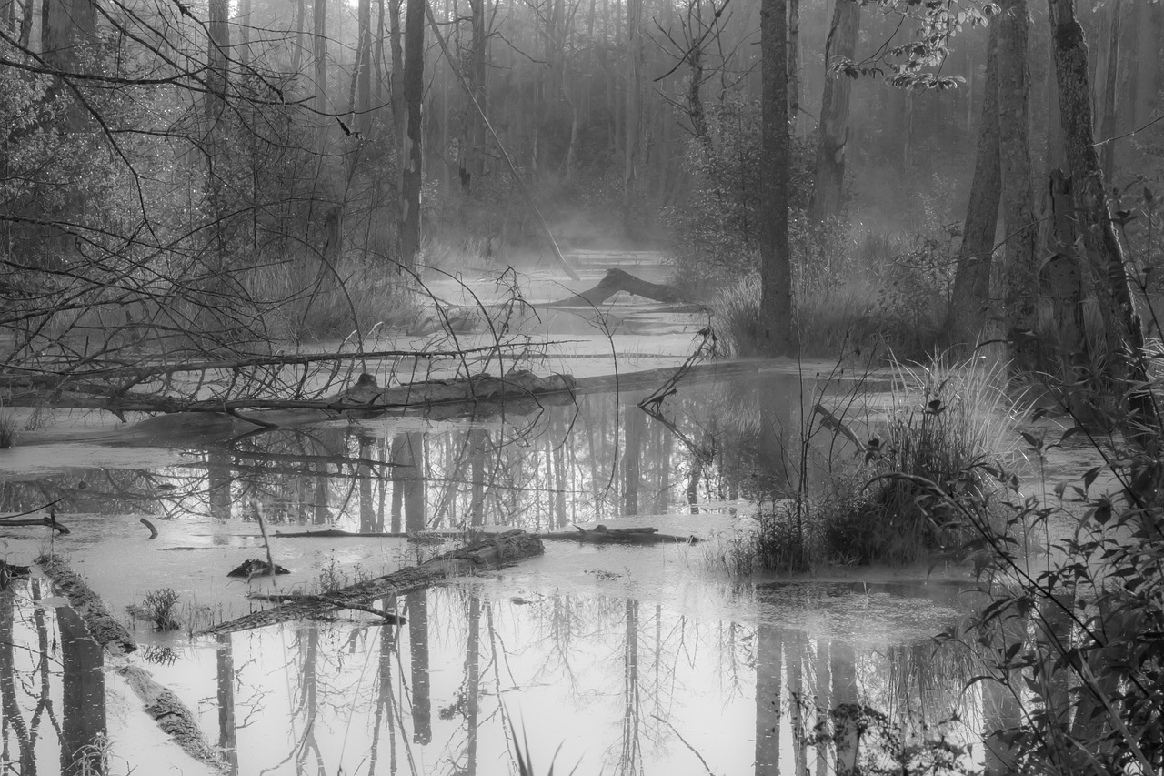 swamp mist forest free photo