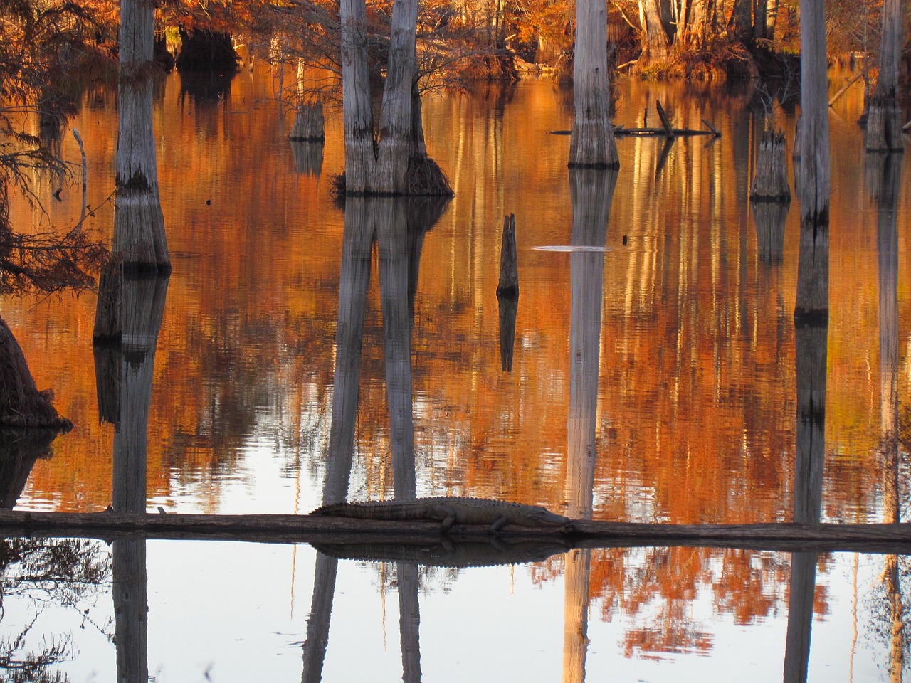 swamp cypress trees free photo