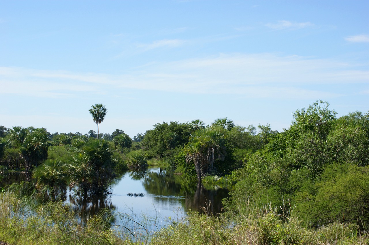 swamp wetland jungle free photo