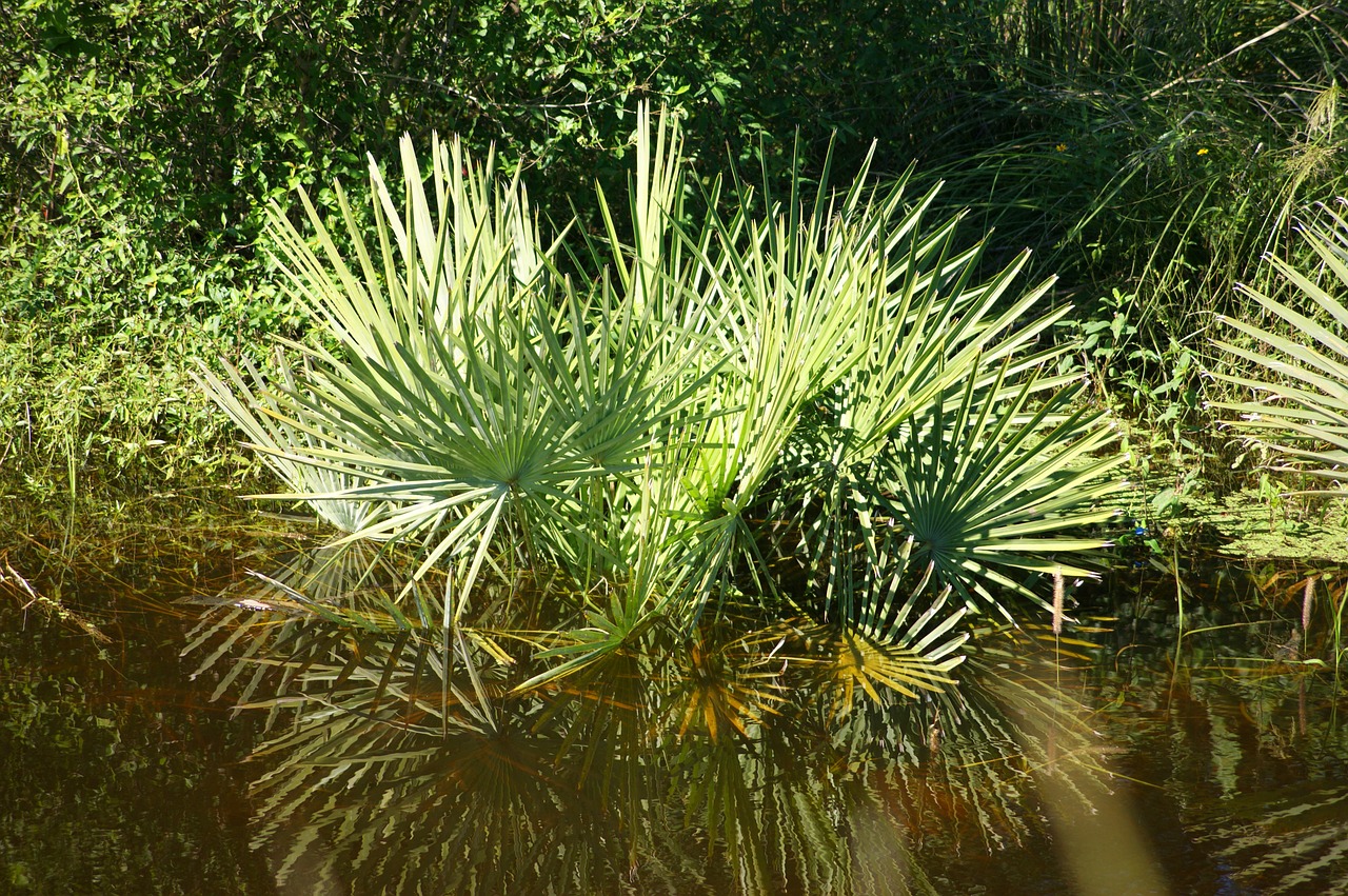 swamp water plant free photo