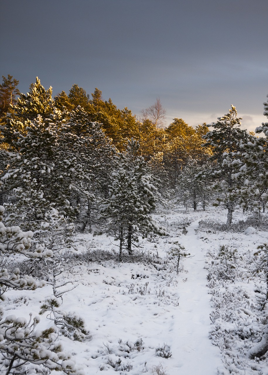 Download free photo of Swamp,winter,evening,snow,the path - from