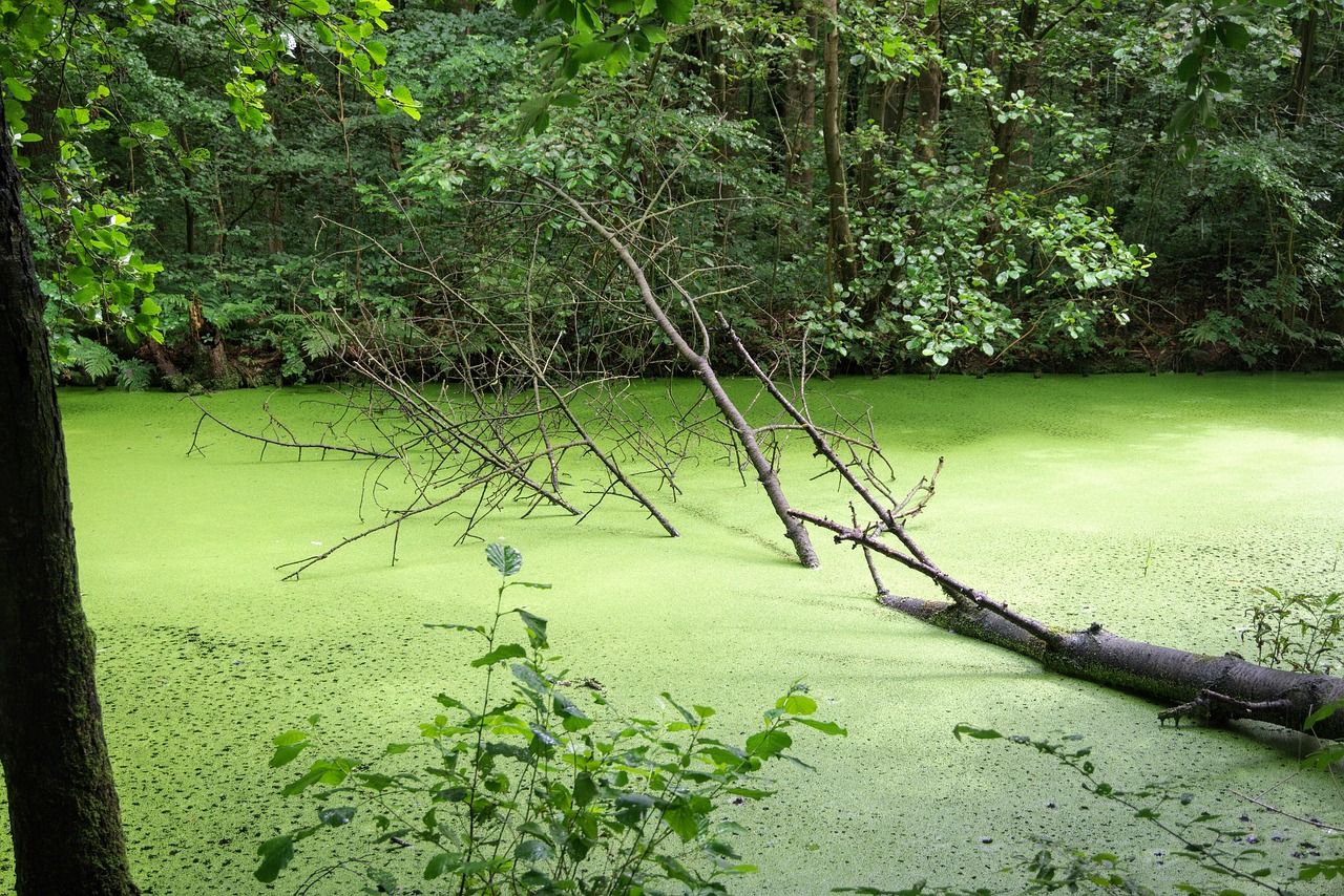 swamp waterloopbos water free photo