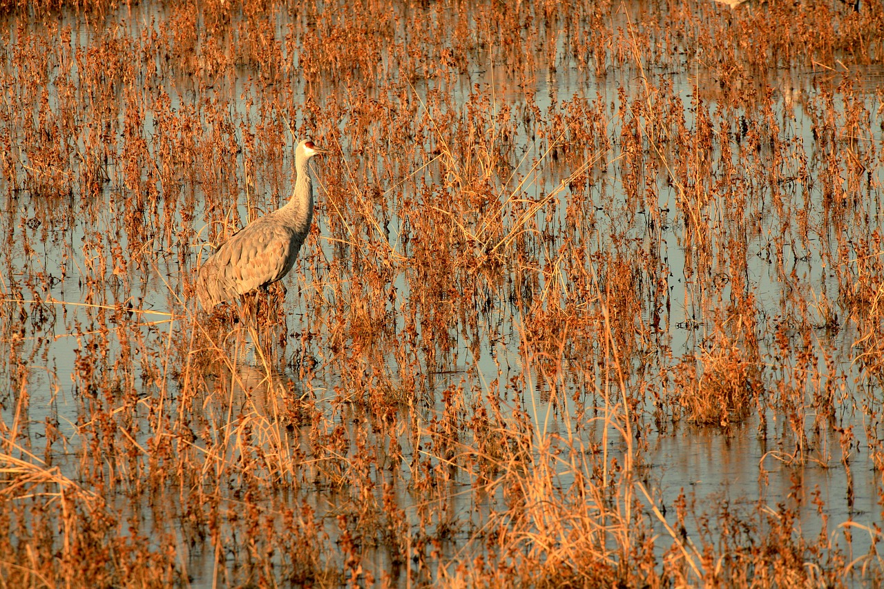 swamp bird fly free photo